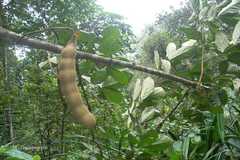 Archidendron nielsenianum